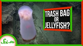 The Shapeshifting Deep Sea Jellyfish... With a "Pet"