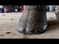 HOOF CRACK Horseshoeing