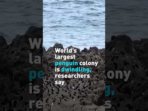 World's largest penguin colony is dwindling, researchers say