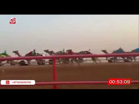  ش 4 (دخول جماعي) 2:9:79 , شارة الصندوق 2026/06/20 فطامين الرقيعات    