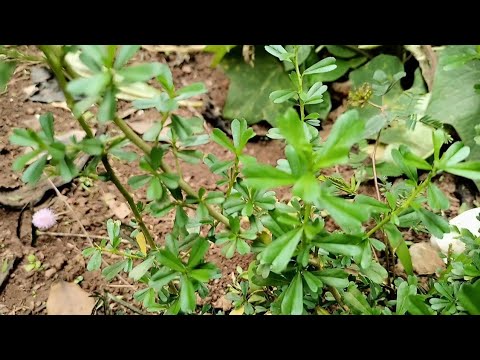 GWE ALI KU KYEYO AYAGALA OBUGAGGA WULIRIZA BINO BIKULU USE GUBASINGA. BY KANSIIWA STORE