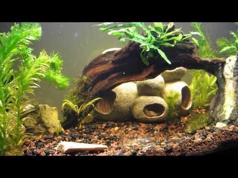 First Fish Tank - Phase Alpha