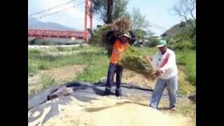 preview picture of video 'Cosecha de arroz en Cajamarca PERU'