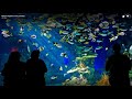 Live Cam Ripley's Aquarium Gatlinburg Tn