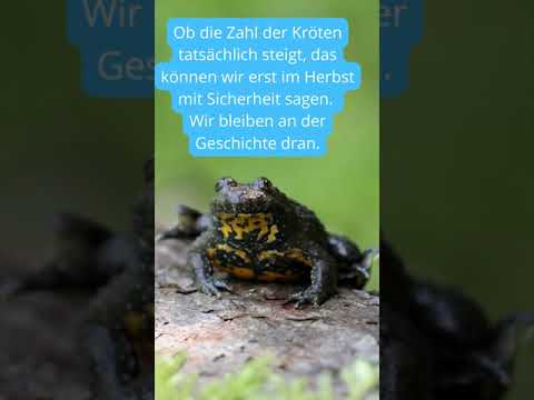 Tierisches: Artenschutz im Museum: Die Gelbbauchunke