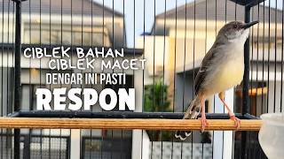 Download lagu CIBLEK GACOR NGEBREN variasi melimpah buat Pancingan Ciblek Semi bahan jadikan ciblek kristal gacor mp3
