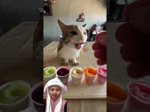 Kucing suka es buah 😻🍌🍊