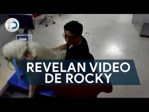 Veterinaria reveló cómo llegó Rocky tras maltrato; niegan encubrimiento