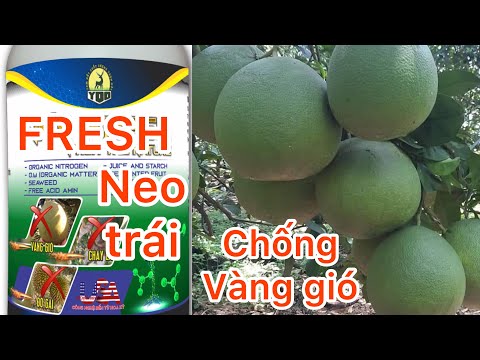 Thời điểm vàng để neo trái và phục hồi cây suy