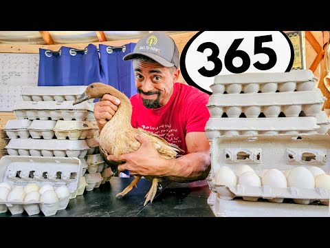 BEST Egg Laying Duck | What I'm doing to reproduce more