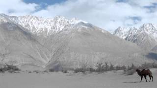 preview picture of video '25 février 2014 chameaux de Bactriane dans les dunes de sable à HUNDER vallée de la NUBRA'