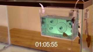 How to: Acclimate by Reef Gently