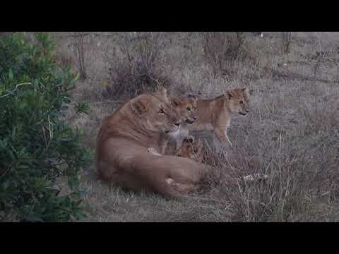 HUNGRY LION CUBS SUCKLING LIONESS ....#wildlife #lioncubs #lioness#safari  @tonysoki