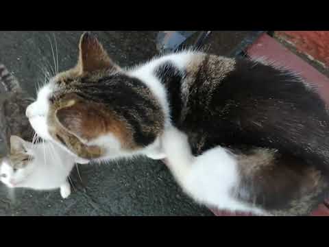 Adorable Cats greeting their owner at a bench while meowing and purring
