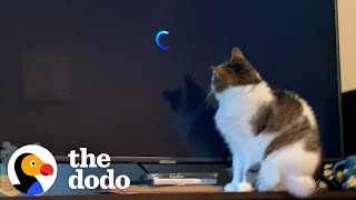 This Cat&#39;s Obsessed With One Movie | The Dodo Cat Crazy