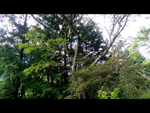 Strange noise in Japan