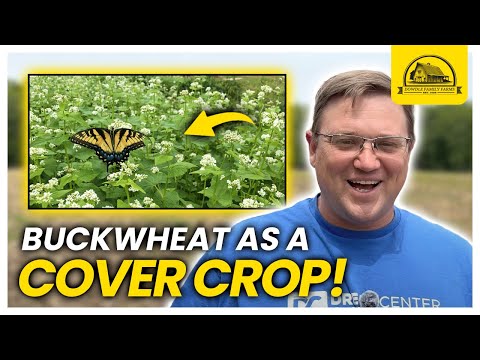 The Most Versatile Cover Crop: Buckwheat