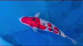 video van Sanke 2506003