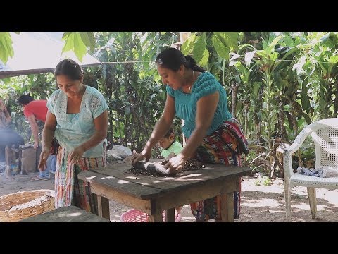 An ancient crop brings sweet rewards to residents in Guatemala