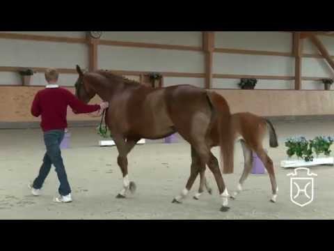 Holsteiner Stute von Quidam de Revel   Baloubet de Rouet   Quinar   Acord