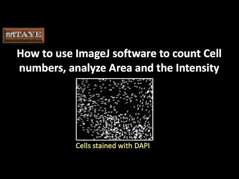 How to use ImageJ software to count Cell numbers, analyze Area and the Intensity