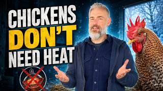 Why Chickens DON'T Need Heat in Winter