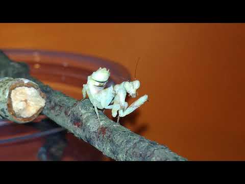 Modlivka pásavá (Theopropus elegans) — terárium, kŕmenie a správanie