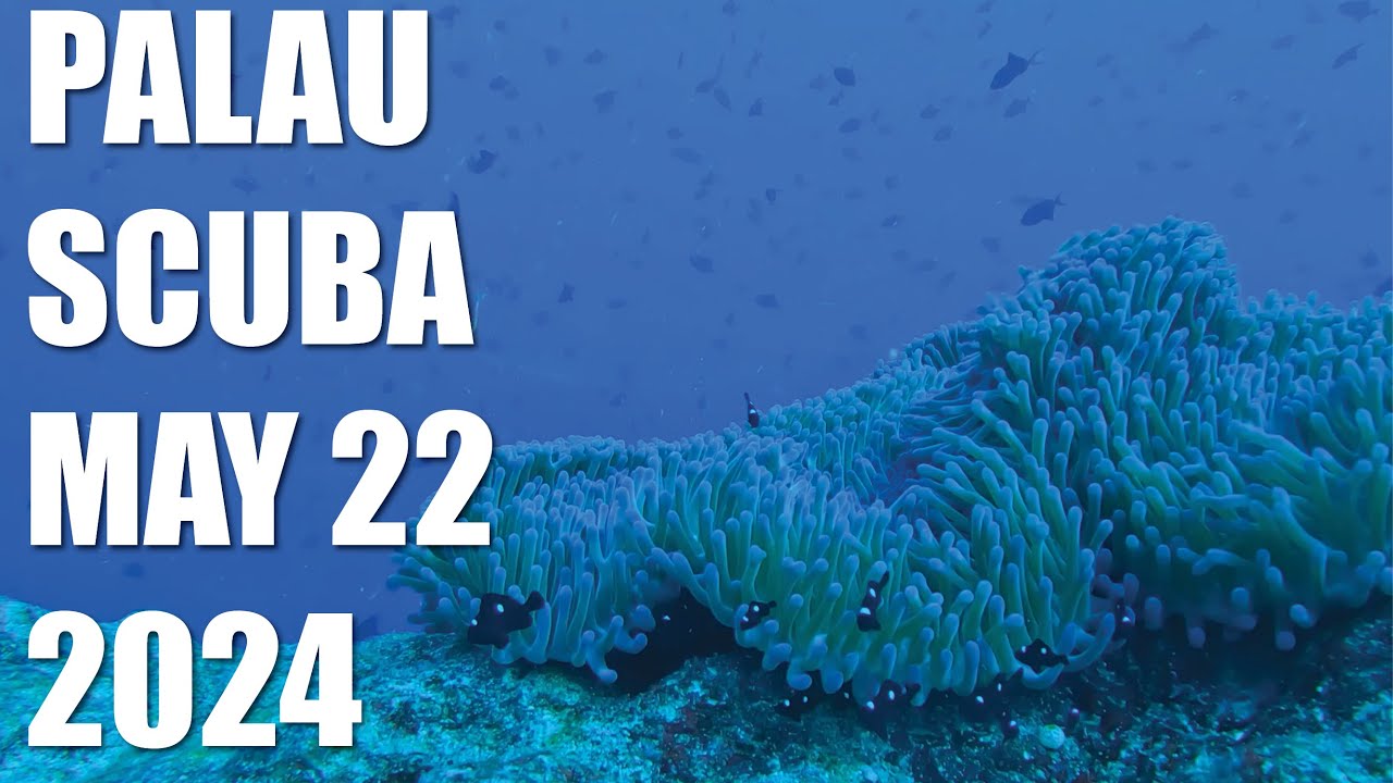 Sharks, Sea Turtles, and a Dolphin Finale: Palau Diving Day 4
