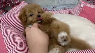 ハーフ犬の動画02