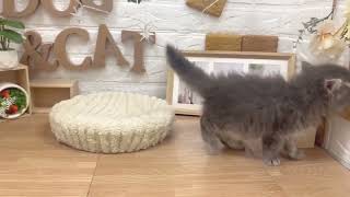 スコティッシュストレートの動画01