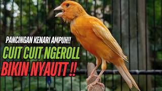 Download lagu SUARA Kenari GACOR PANJANG Pancingan & masteran Kenari Paud AGAR gacor AMPUH Kenari MACET bunyii mp3