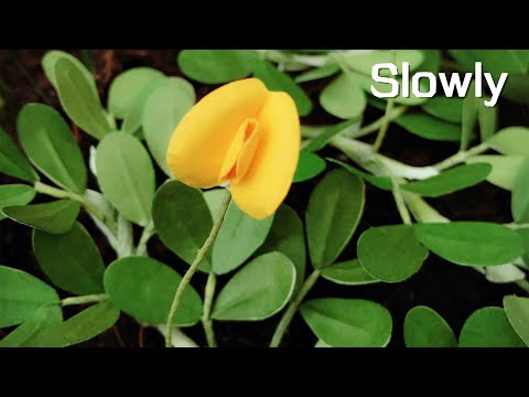 ABC TV | How To Make Pinto Peanut Plant Paper Flower (Slowly) - Craft Tutorial