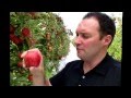 Mr Apple - 2014 Jan 5th Royal Gala harvest