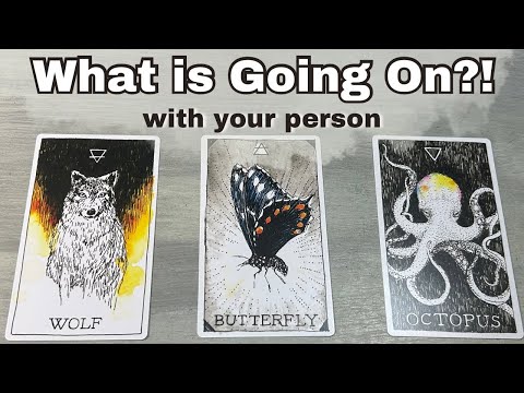 What is Happening with Your Person?! Little -No Contact Love Pick A Card Timeless Tarot reading