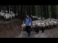 Copilă De 15 Ani Vs 5 LUPI Imagini RARE Cu LUPII în Atac Oile și Câinii Ai Lui Bogdan Ciobanasu