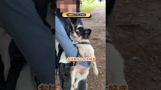 本日はチワワのはなちゃんです✨️ #チワワ #犬のいる暮らし  #街頭わんこ #街頭インタビュー