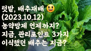 배추, 농약방제 언제까지? / 지금(10월 12일) 관리포인트 3가지