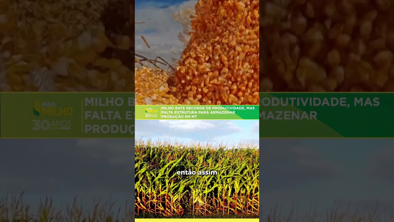 Milho bate recorde de produtividade, mas falta estrutura para armazenar produção em MT