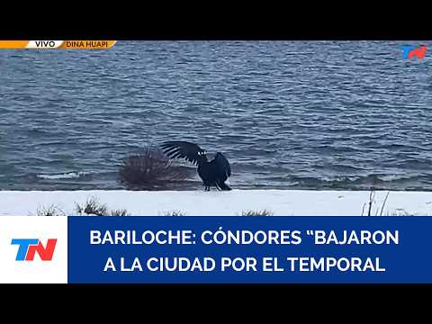 BARILOCHE: los cóndores andinos "bajaron" a la ciudad por el temporal