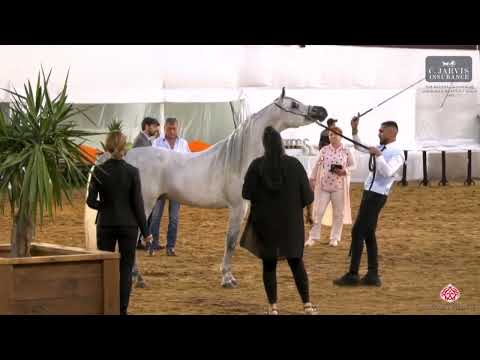 N.64 Hassan AL Waab - The Palestinian spring Egyptian Show 2023 - Stallions 4 Years Old (Class 1...