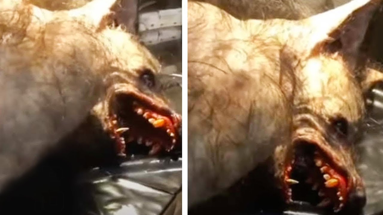 A Farmer Discovered Something Weird Outside His Farm Fields