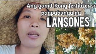 Download lagu Ang abono na nilagay ko sa Puno ng lansones para mamunga @margiestic #farmlife mp3