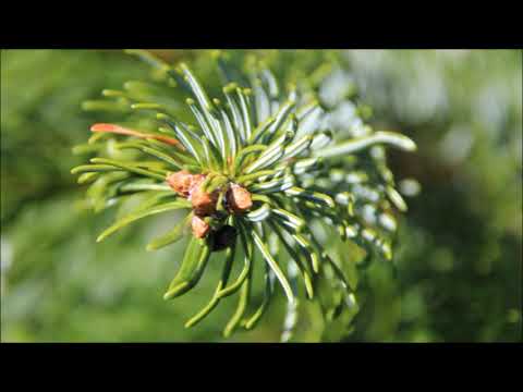 Odcinek #169 Jodła kaukaska (Abies nordmanniana)