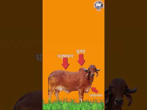 About Krishnayan Video Thumbnail