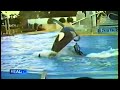 Orca Attack Of John Sillick