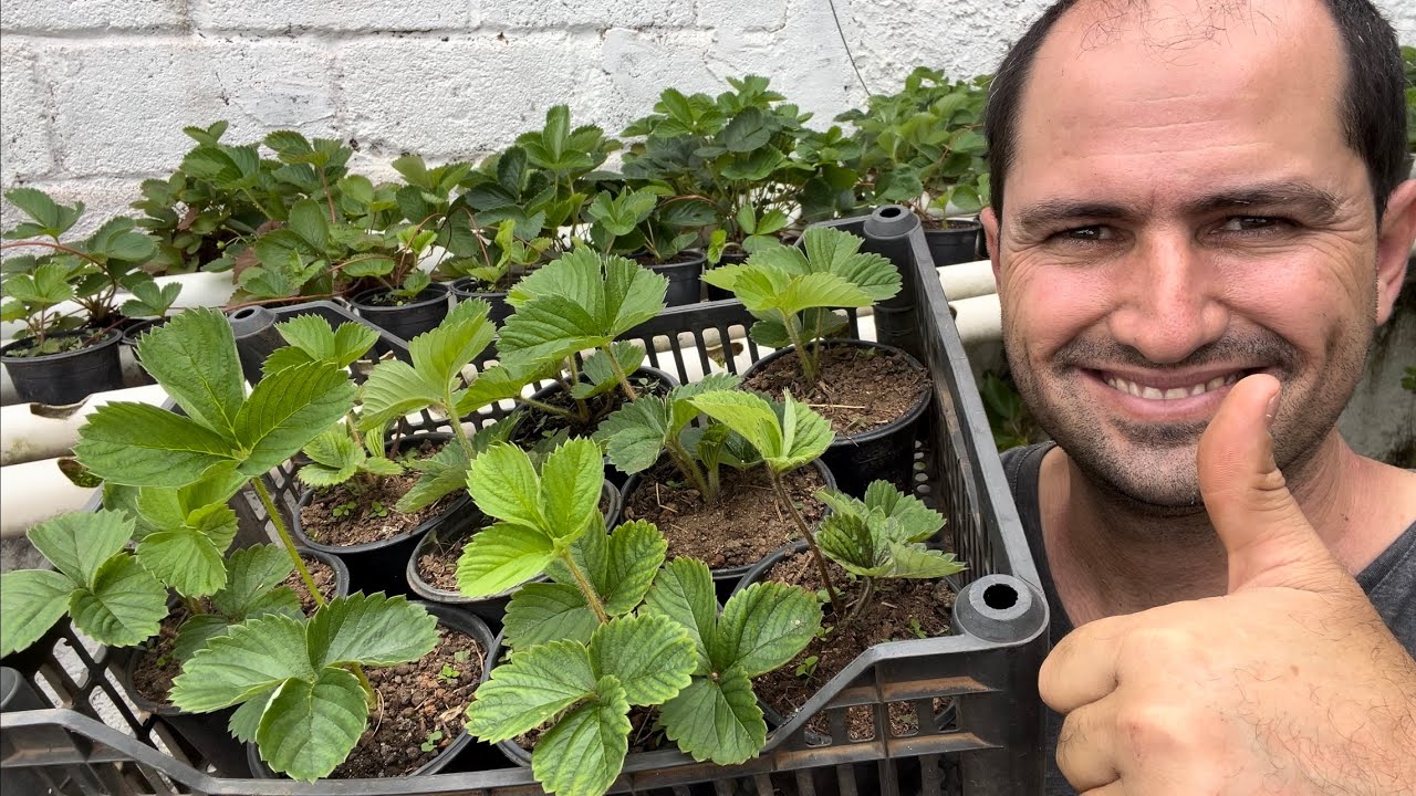 GANHE DINHEIRO COM MUDAS DE MORANGO - DICAS DE PRODUÇÃO PROFISSIONAL