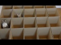 macky v krabici (truhlik_fredy) - Známka: 1, váha: malá
