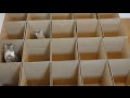 Esto es el paraíso para estos gatos y sus cajas 