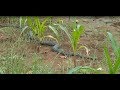 Big Common Krait Snake Chasing The People In Corn Crop