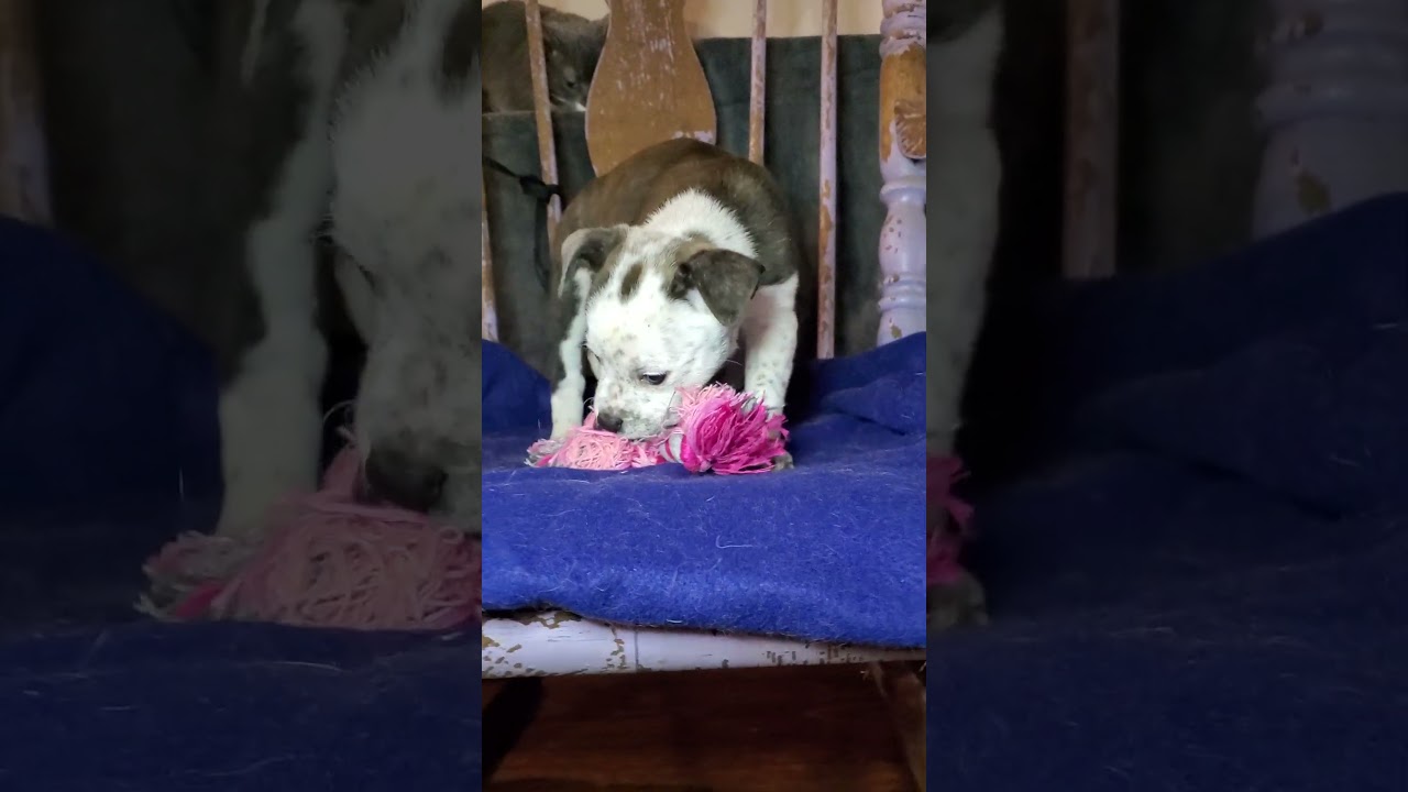 Enlarge Cindy, a Adoptable mixed breed in Blairstown, NJ video 6/6